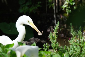 Great Egret 源兵衛川 Sun, 4/16/2023