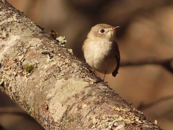 2023年4月22日(土) 上高地の野鳥観察記録