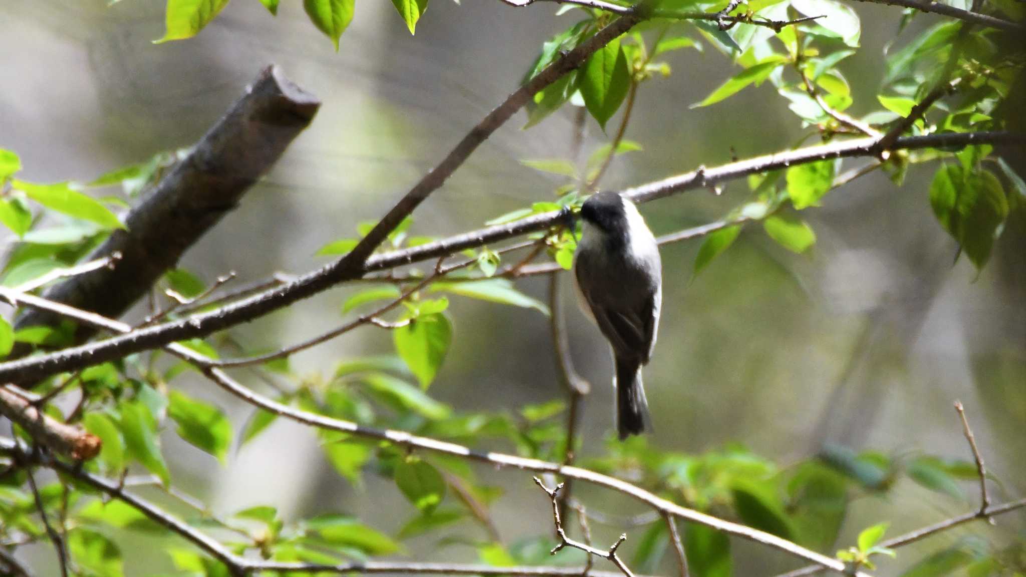 軽井沢野鳥の森 コガラの写真 by ao1000