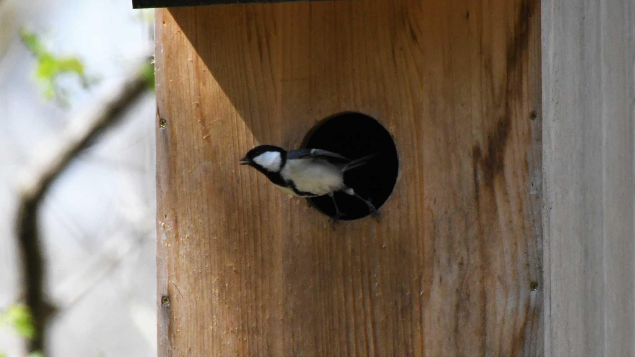 軽井沢野鳥の森 シジュウカラの写真 by ao1000