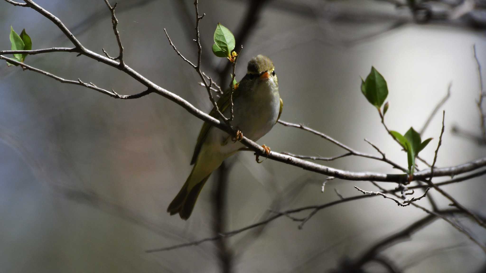 軽井沢野鳥の森 センダイムシクイの写真 by ao1000