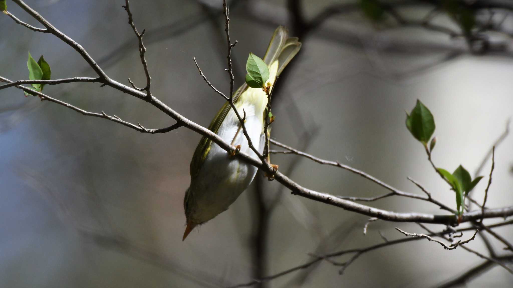 軽井沢野鳥の森 センダイムシクイの写真 by ao1000