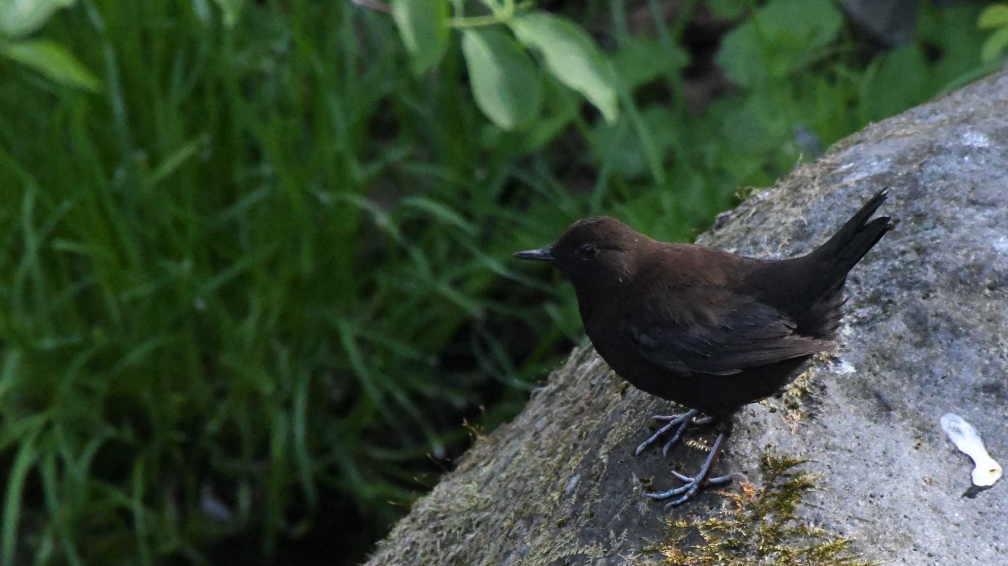 軽井沢野鳥の森 カワガラスの写真 by ao1000