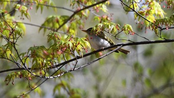 Sat, 4/22/2023 Birding report at Karuizawa wild bird forest