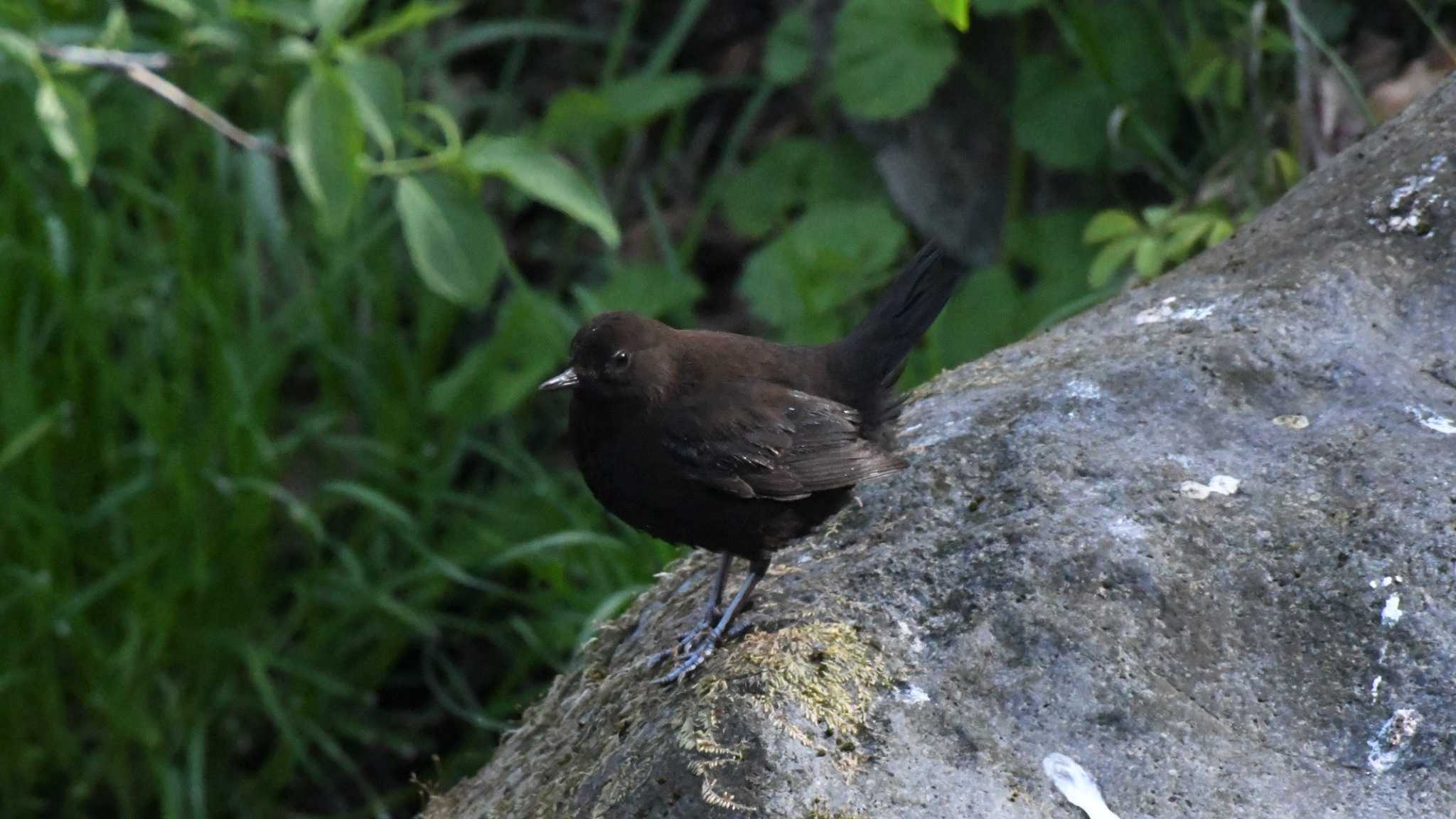 軽井沢野鳥の森 カワガラスの写真 by ao1000