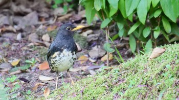 2023年4月22日(土) 大阪城公園の野鳥観察記録