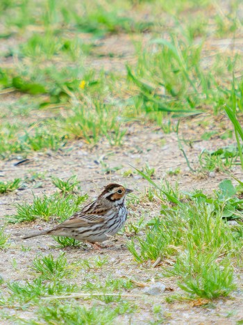 Little Bunting 長崎市 Sat, 4/22/2023