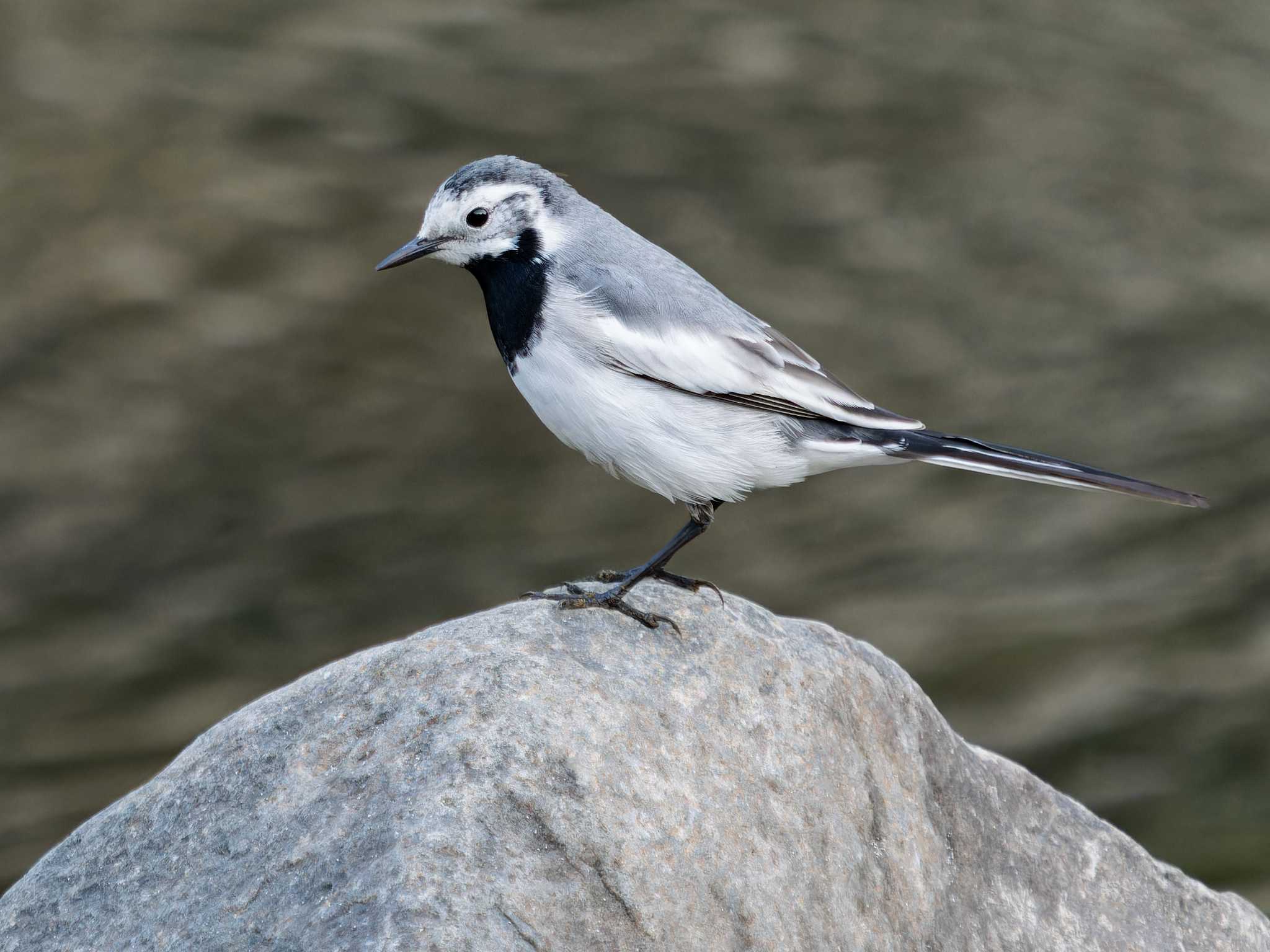 Photo of White Wagtail at 中島川 石橋群周辺(長崎市) by ここは長崎