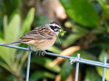 Sat, 4/22/2023 Birding report at 野母崎 水仙の里(長崎市)