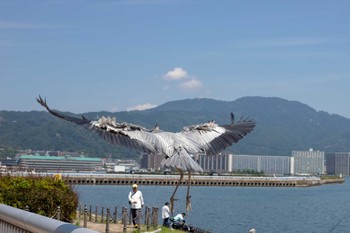 アオサギ 渚公園 2018年6月3日(日)