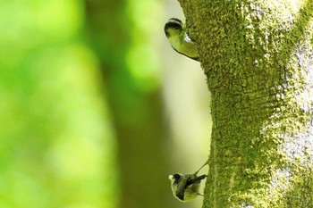 Sat, 4/22/2023 Birding report at 奈良県