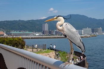 アオサギ 大津湖岸なぎさ公園 2018年6月3日(日)