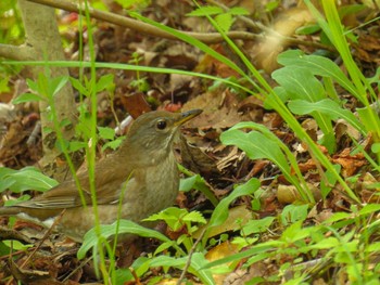 シロハラ 鳥屋野潟 2023年4月21日(金)