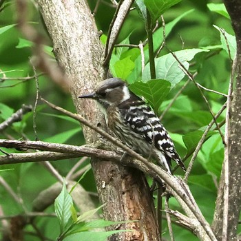 Japanese Pygmy Woodpecker 片倉城跡公園 Sat, 4/22/2023
