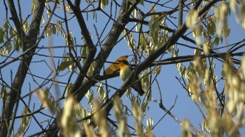 キビタキ 奈良公園 2023年4月22日(土)