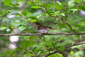 Grey Bunting Yanagisawa Pass Sat, 6/2/2018