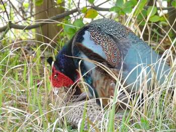 Green Pheasant 新潟市西区 Sun, 4/23/2023