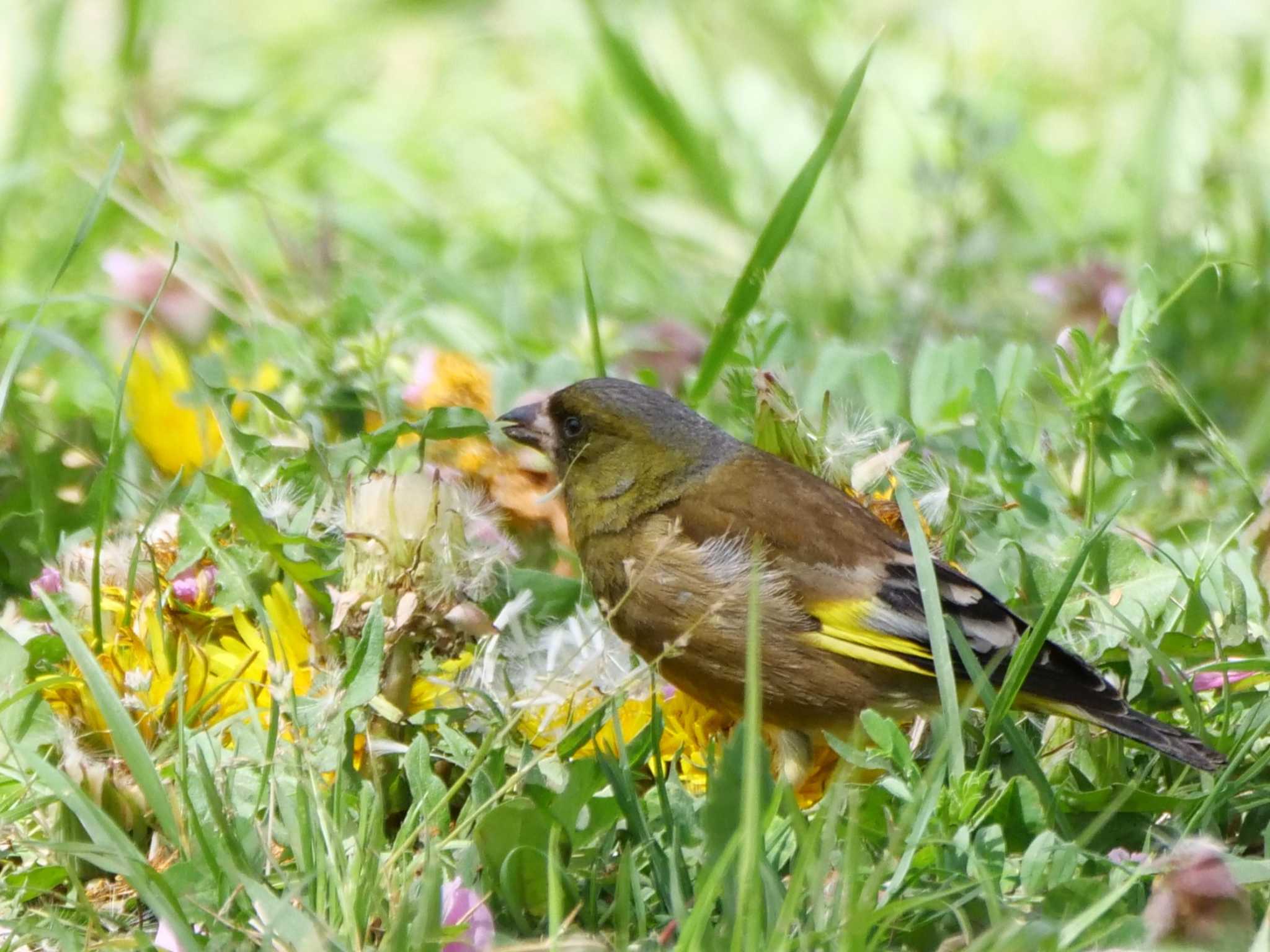 カワラヒワ3態。　タンポポの花をいただきます・・ by little birds