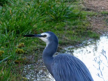 カオジロサギ Jerrabomberra Wetlands, Fyshwick, ACT, Australia 2023年4月14日(金)