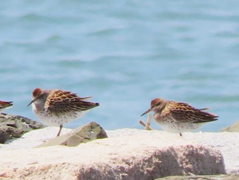 Sat, 4/22/2023 Birding report at 厚狭川河口