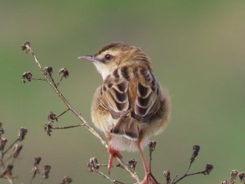 Zitting Cisticola 岡山旭川 Fri, 4/21/2023