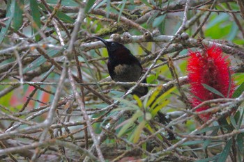 Black-throated Sunbird Fraser's Hill Fri, 3/10/2023