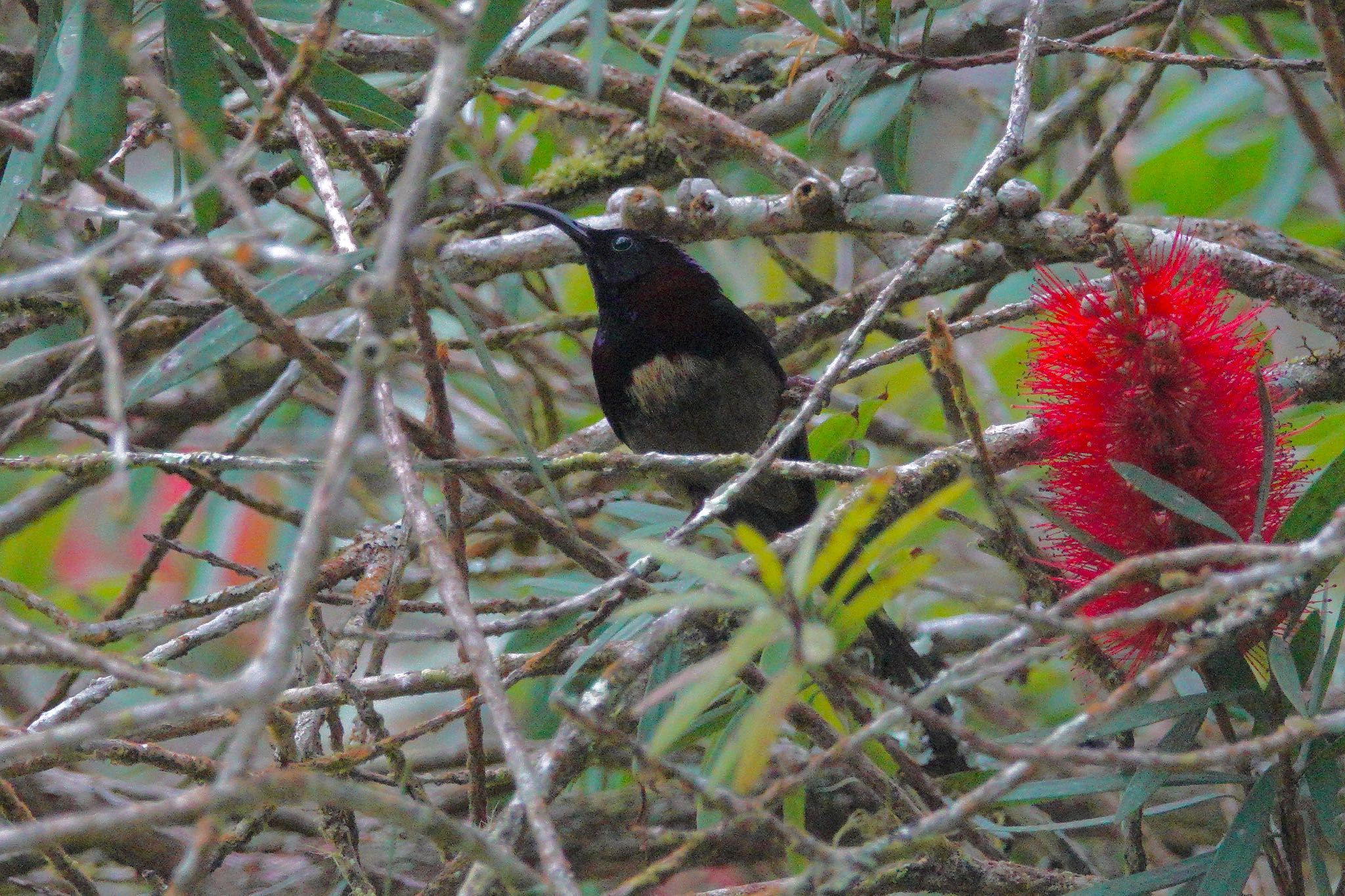 Photo of Black-throated Sunbird at Fraser's Hill by のどか