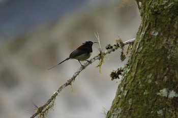 Black-throated Sunbird Fraser's Hill Thu, 3/9/2023