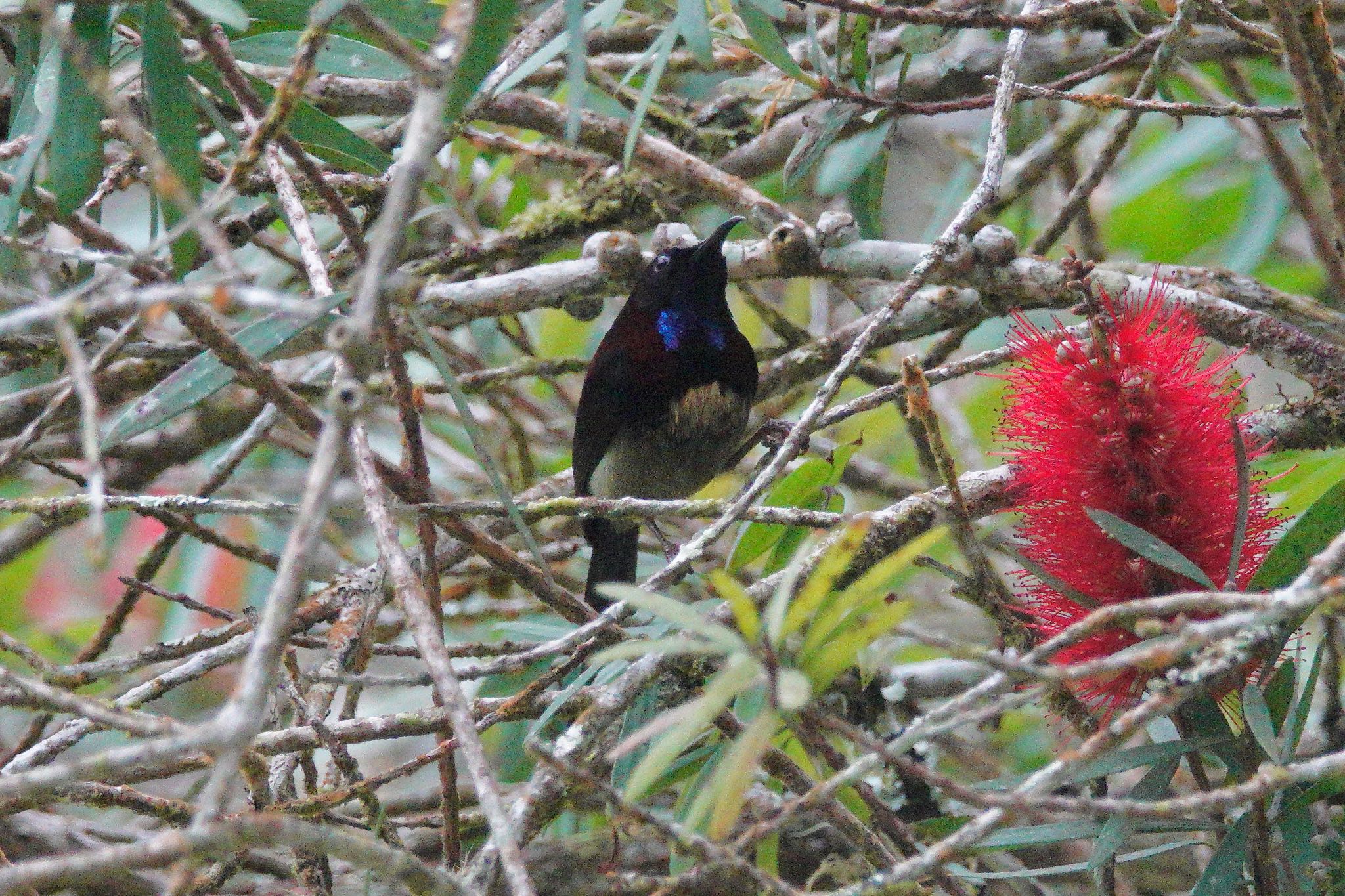 Black-throated Sunbird