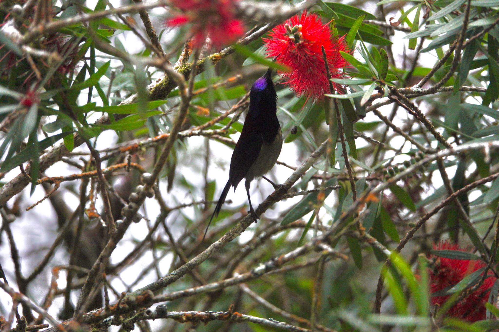 Photo of Black-throated Sunbird at Fraser's Hill by のどか