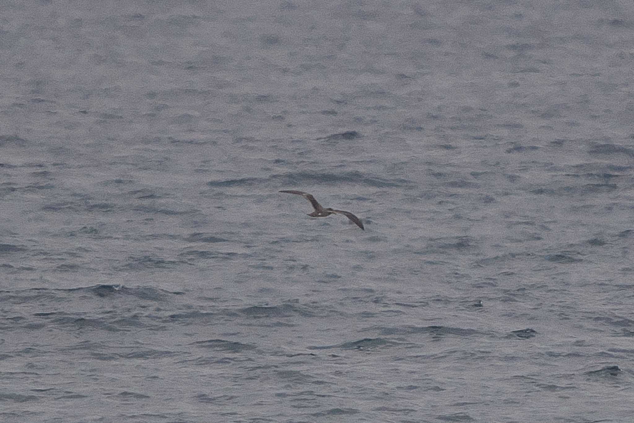 Streaked Shearwater