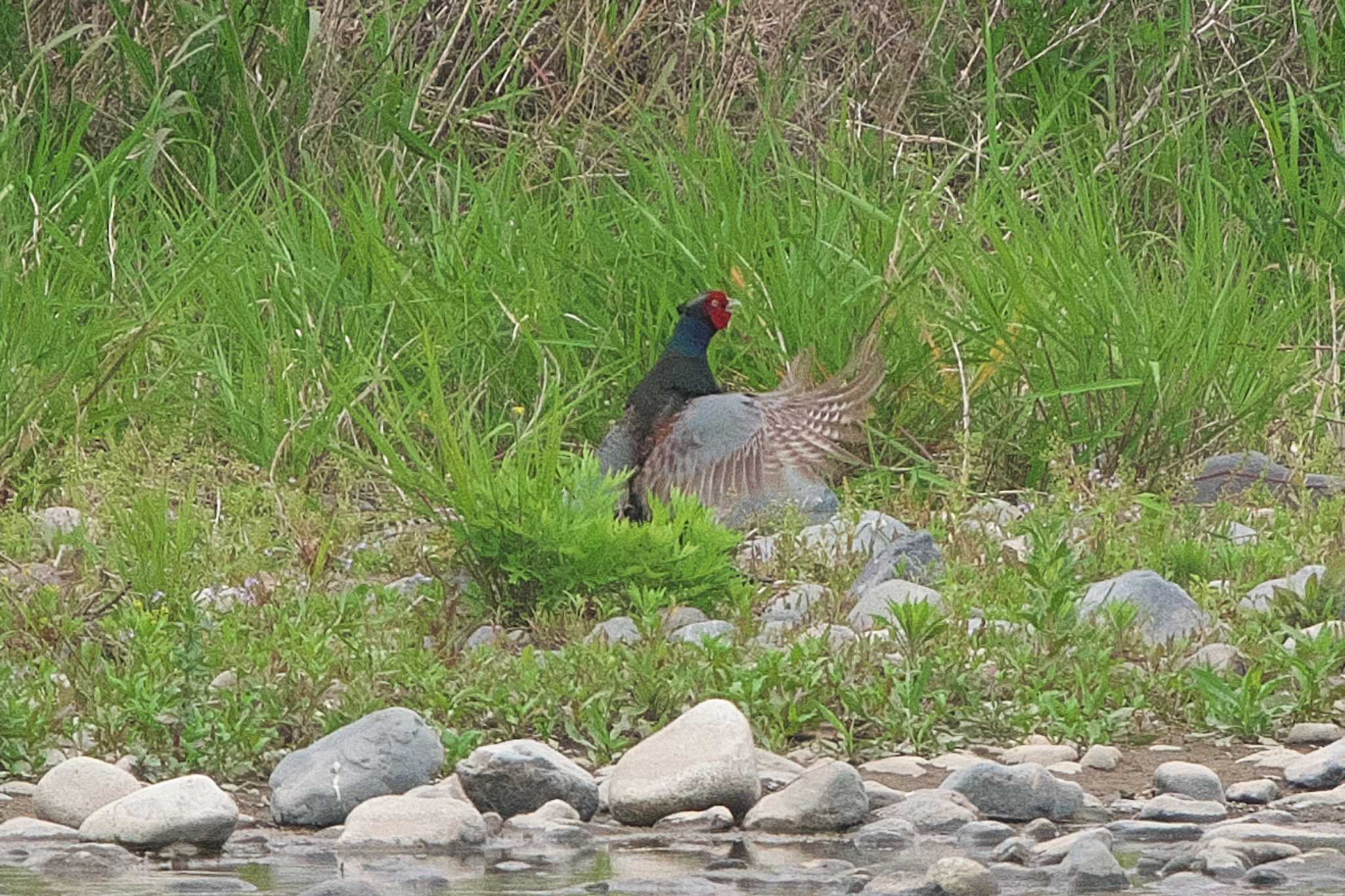 Photo of Green Pheasant at 酒匂川河口 by Y. Watanabe