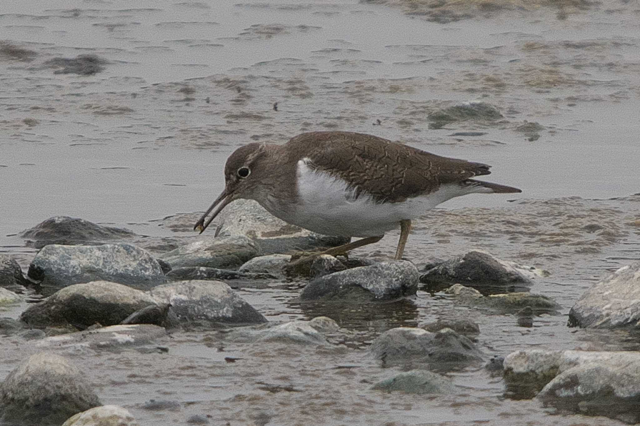 Common Sandpiper