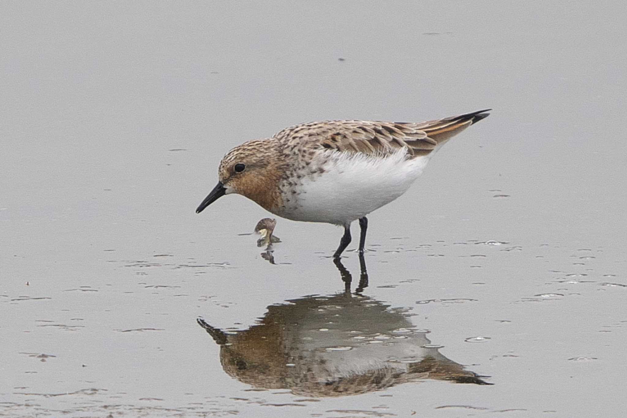 Photo of Red-necked Stint at 酒匂川河口 by Y. Watanabe