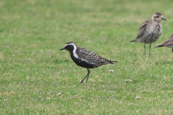 2023年4月22日(土) 酒匂川河口の野鳥観察記録