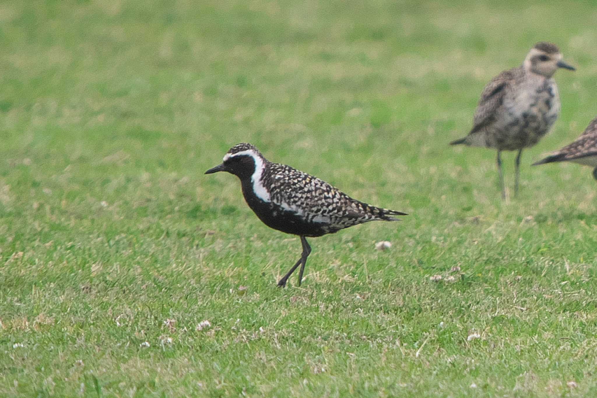 2023年4月21日(金) 酒匂川河口の野鳥観察記録 by Y. Watanabe 2023年4月21日(金) 酒匂川河口の野鳥観察記録 by Y. Watanabe