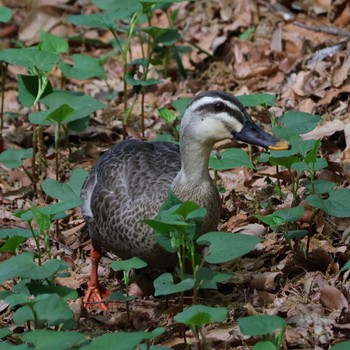 Eastern Spot-billed Duck 片倉城跡公園 Sat, 4/22/2023