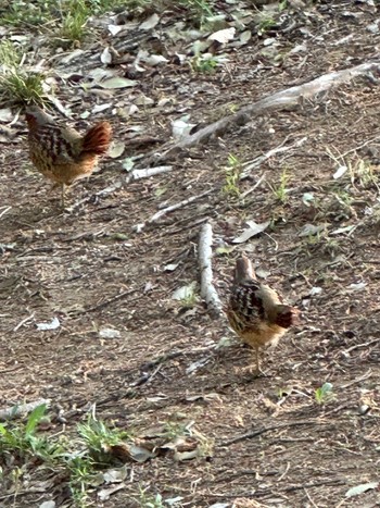 2023年4月23日(日) 都立狭山公園の野鳥観察記録