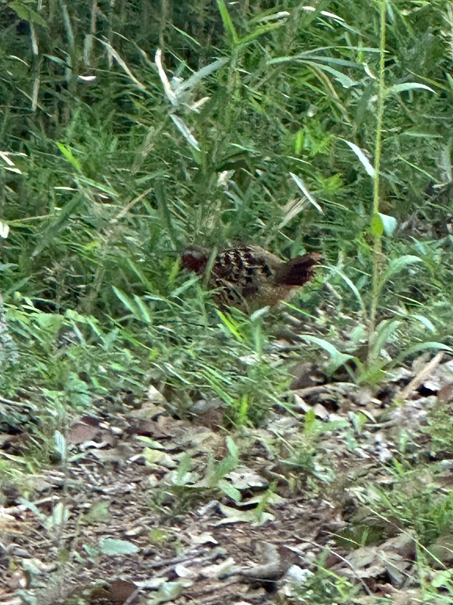 都立狭山公園 コジュケイの写真 by なべった三世