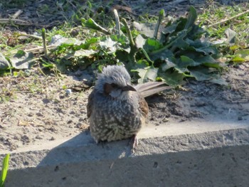 Brown-eared Bulbul 新河岸川 Tue, 5/19/2020