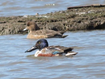 Northern Shoveler Isanuma Thu, 6/3/2021