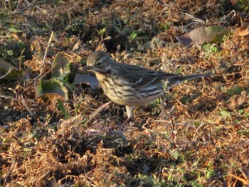 Olive-backed Pipit Isanuma Thu, 6/3/2021