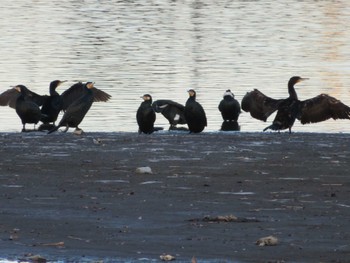 Great Cormorant Isanuma Thu, 6/3/2021