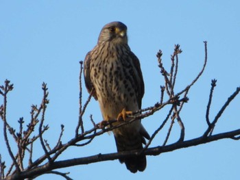 Common Kestrel Isanuma Sat, 12/31/2022