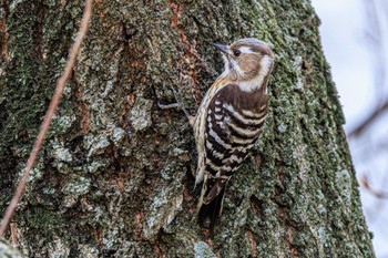 Japanese Pygmy Woodpecker 加古大池 Sun, 4/2/2023