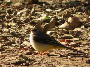 Grey Wagtail 喜多院 Mon, 2/24/2020