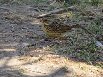 Masked Bunting Kitamoto Nature Observation Park Sat, 2/25/2023