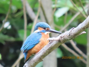 Common Kingfisher ギャザリアビオガーデン　フジクラ木場千年の森 Sun, 4/23/2023