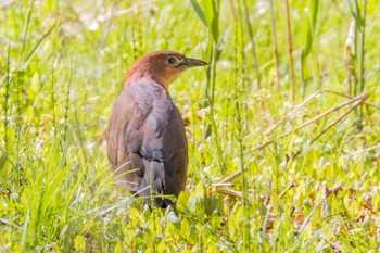 Japanese Night Heron 宮城県 Sun, 4/23/2023