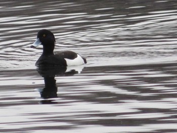 Tufted Duck Lake Kawaguchiko Sun, 4/4/2021